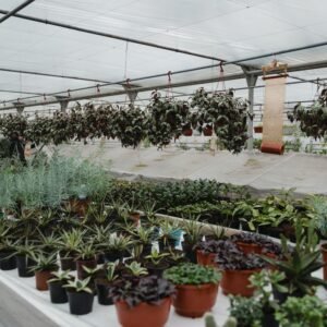 nursery-garden