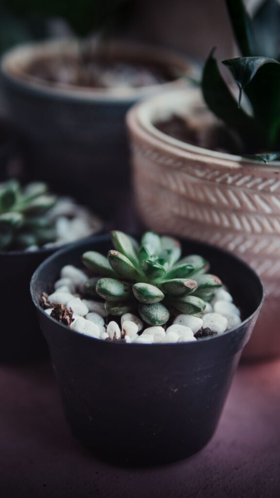 plant-od